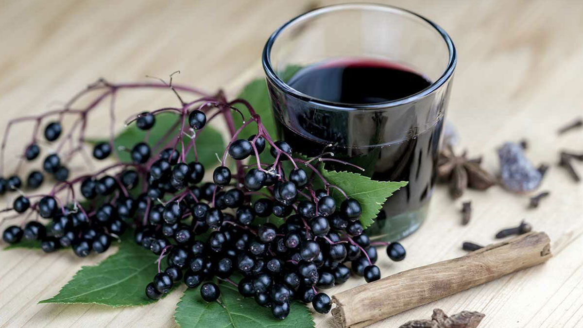 A Useful Research About Black Elderberry