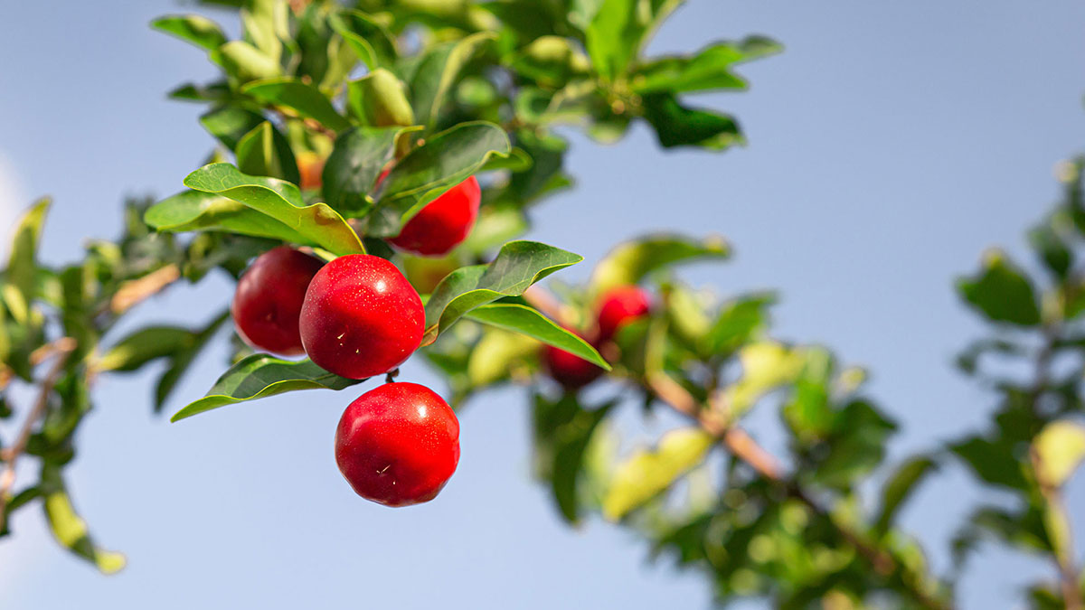 What is Acerola? What are the Benefits?